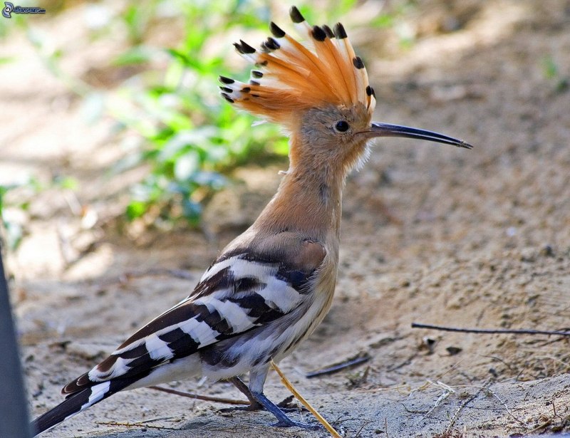 Браминский скворец (Sturnus pagodarum)