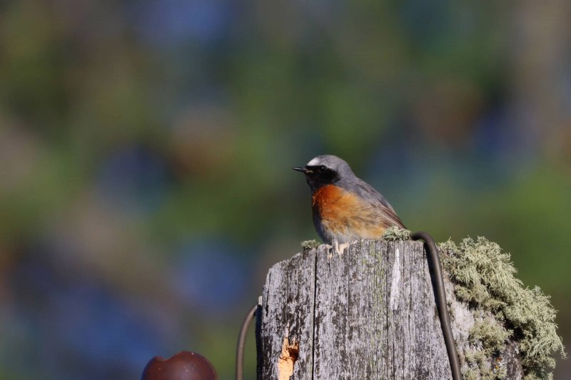Обыкновенная горихвостка (Phoenicurus Phoenicurus)