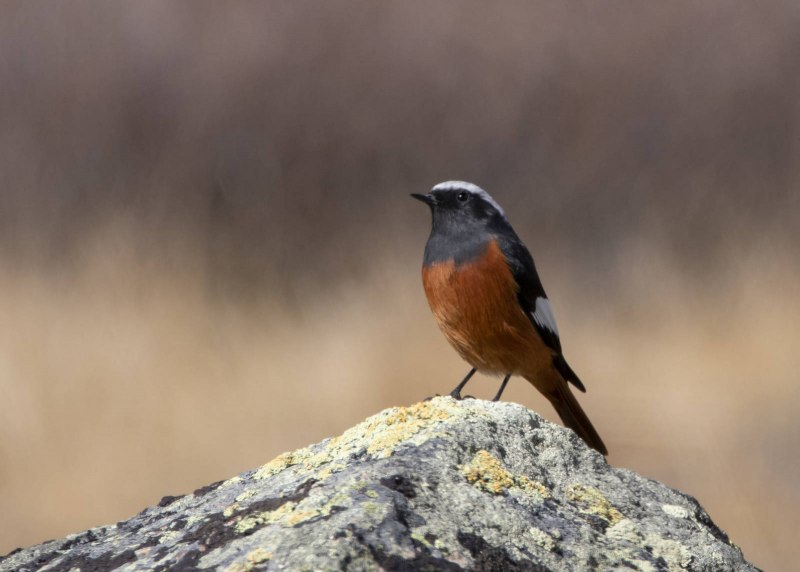 Обыкновенная горихвостка (Phoenicurus Phoenicurus)