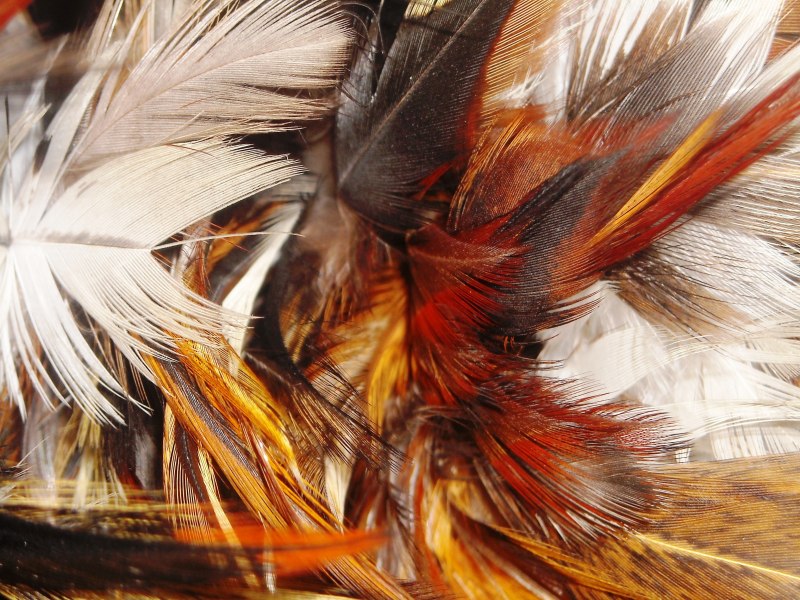Ирис Pheasant Feathers