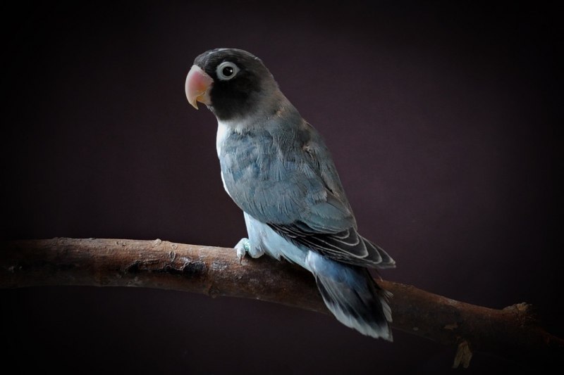 Масковые неразлучники (Agapornis personatus)