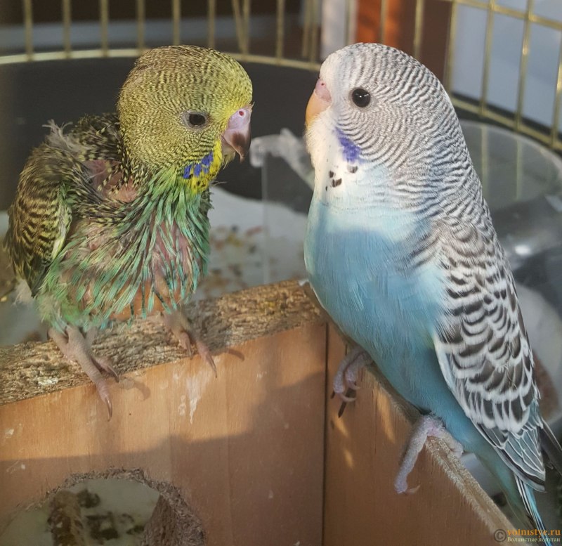 Белобрюхий каик