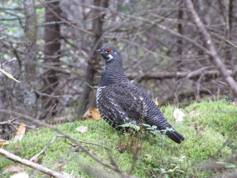 Falcipennis canadensis