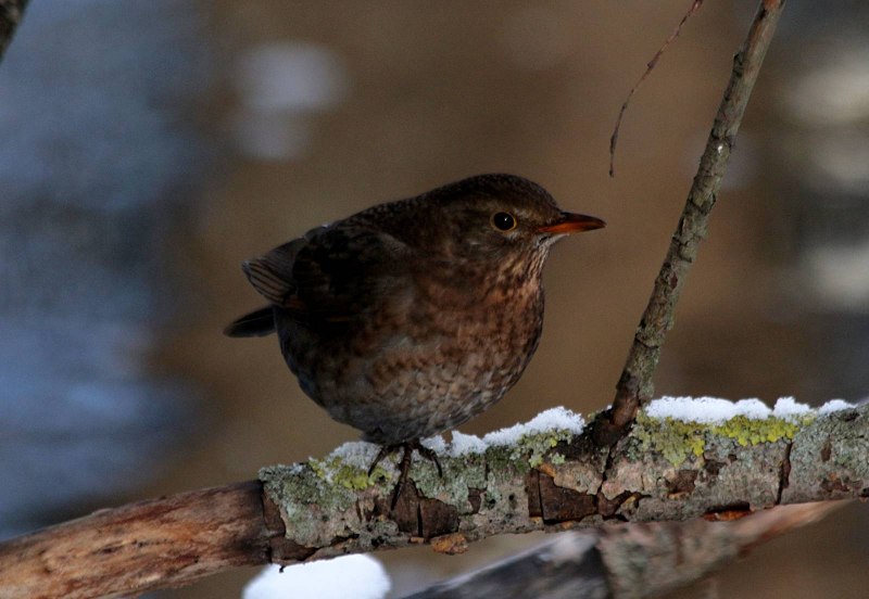 Дрозд чёрный (turdus Merula)