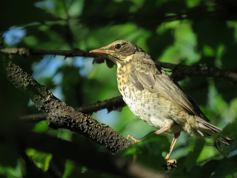Певчий Дрозд (лат. Turdus philomelos)