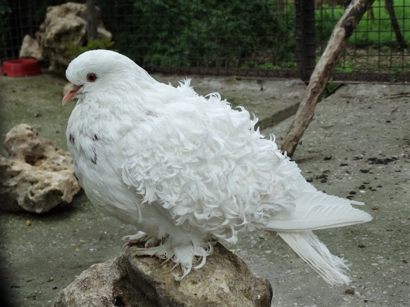Белый курчавый голубь