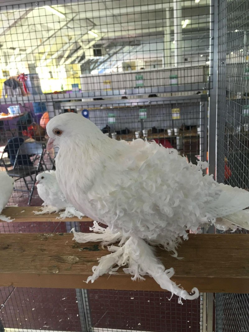 Brown Frillback Pigeon