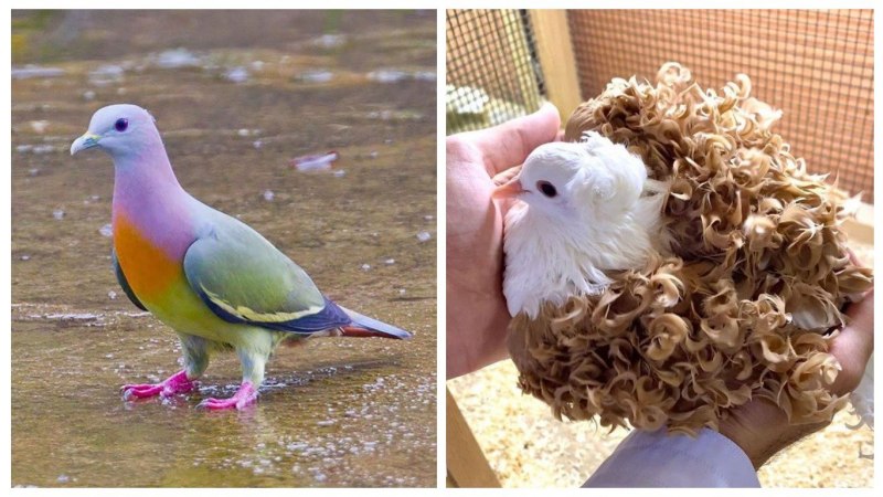 Королевский Королевский голубь