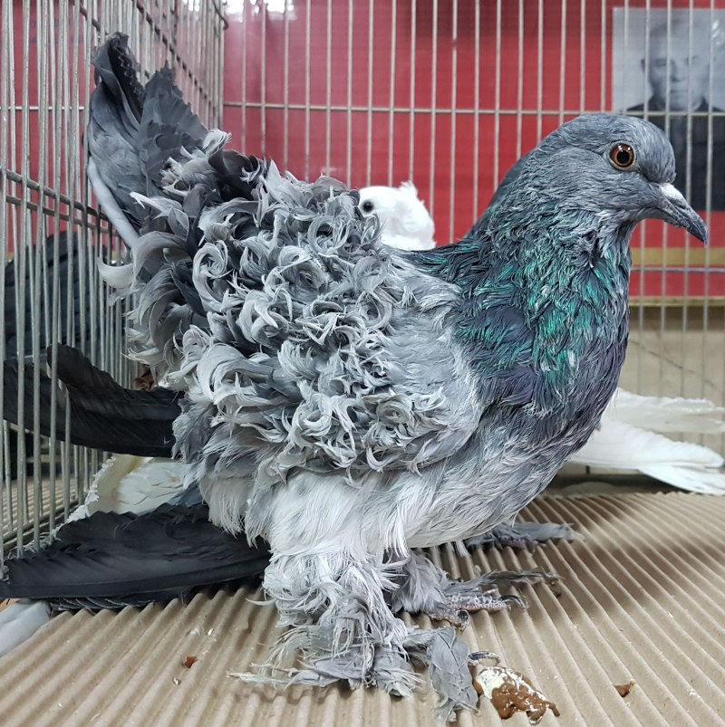 Голубь гигант