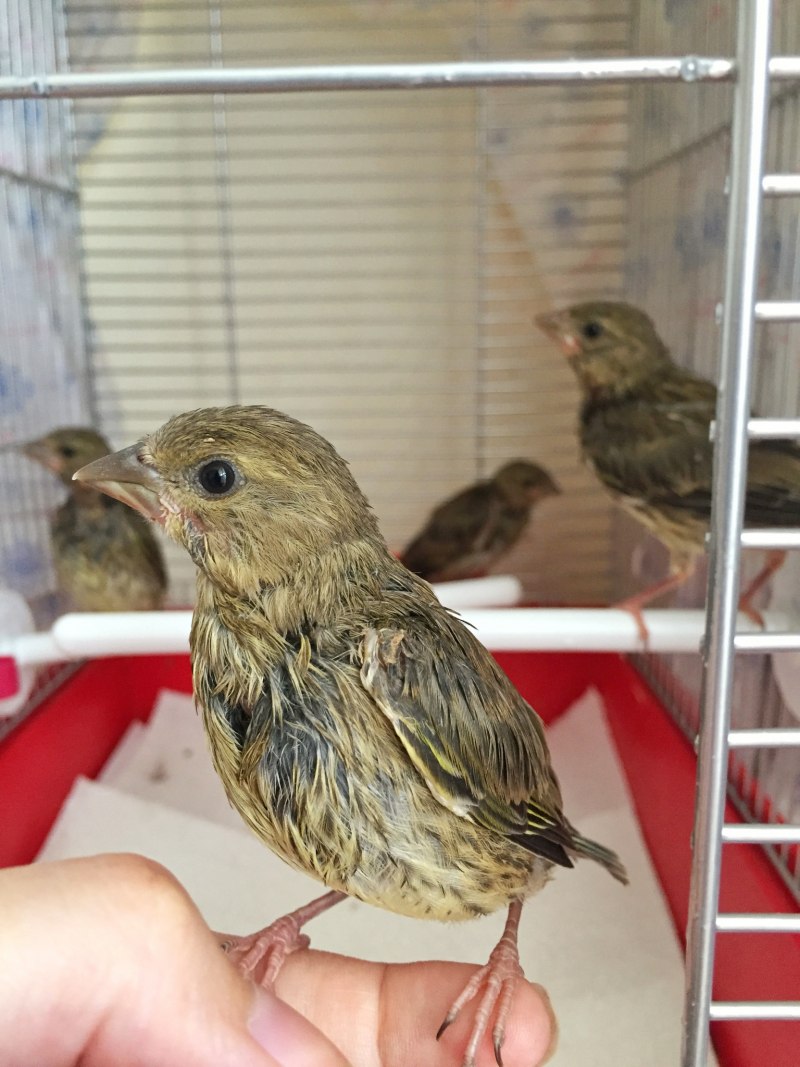 Carduelis Spinus