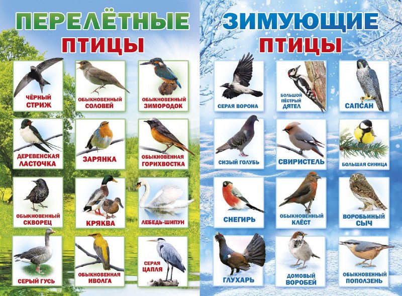Зяблик Перелетная птица