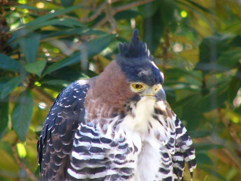 Spizaetus Isidori — южноамериканский орёл