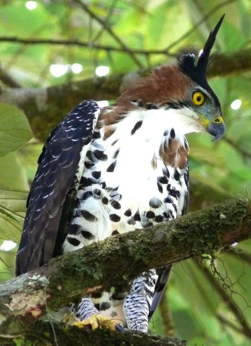 Nat geo Wild Гарпия
