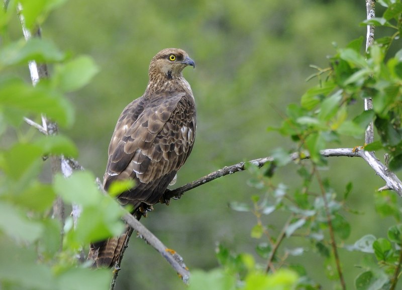 Spizaetus cirrhatus