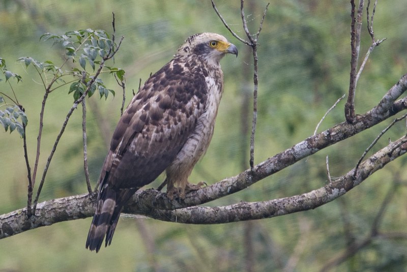 Spizaetus Tyrannus