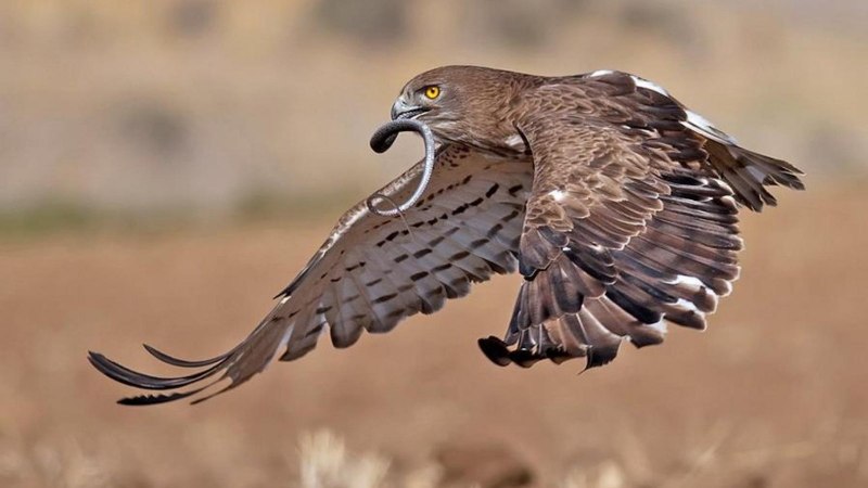 Осоед Pernis apivorus