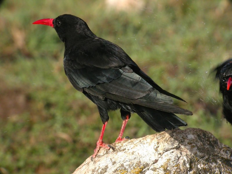 Корнуоллская клушица