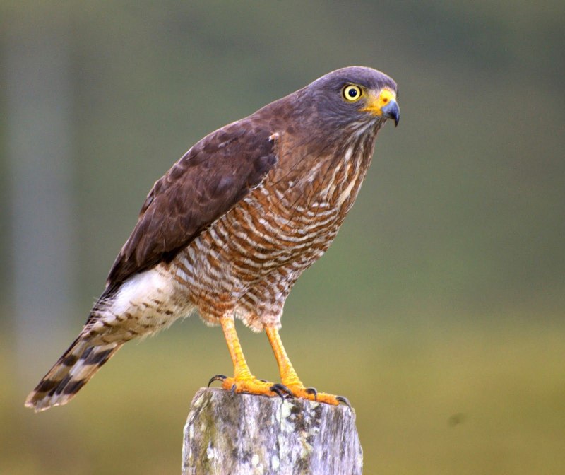 Тетеревятник (Accipiter gentilis)