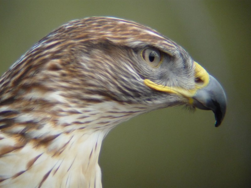 American Goshawk