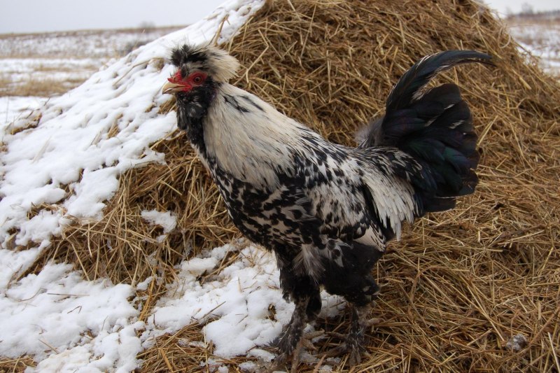 Яйца Павловской породы кур