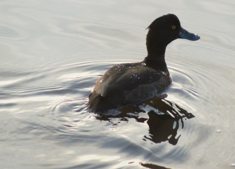 Aythya Australis