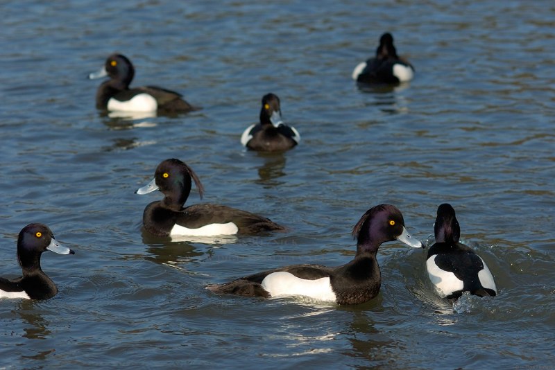 Aythya Australis