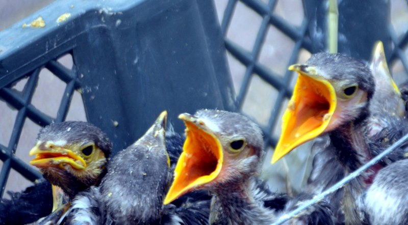 Mynah Bird talking