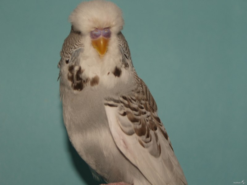 Сера-хохлатый Какаду (Cacatua galerita)