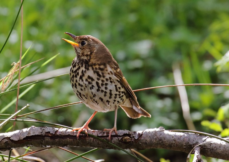 Anthus hodgsoni