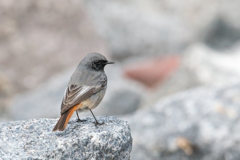 Mr Chickadee