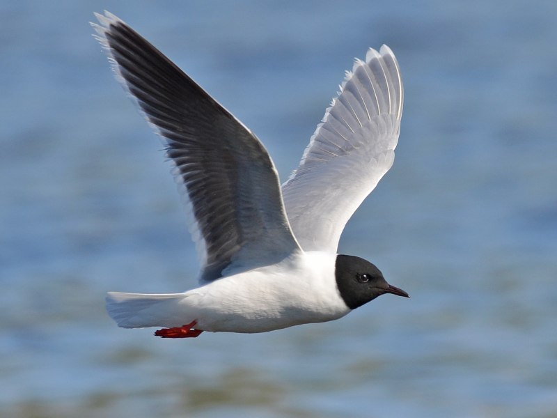 Ма́лая Ча́йка ( Hydrocoloeus minutus)