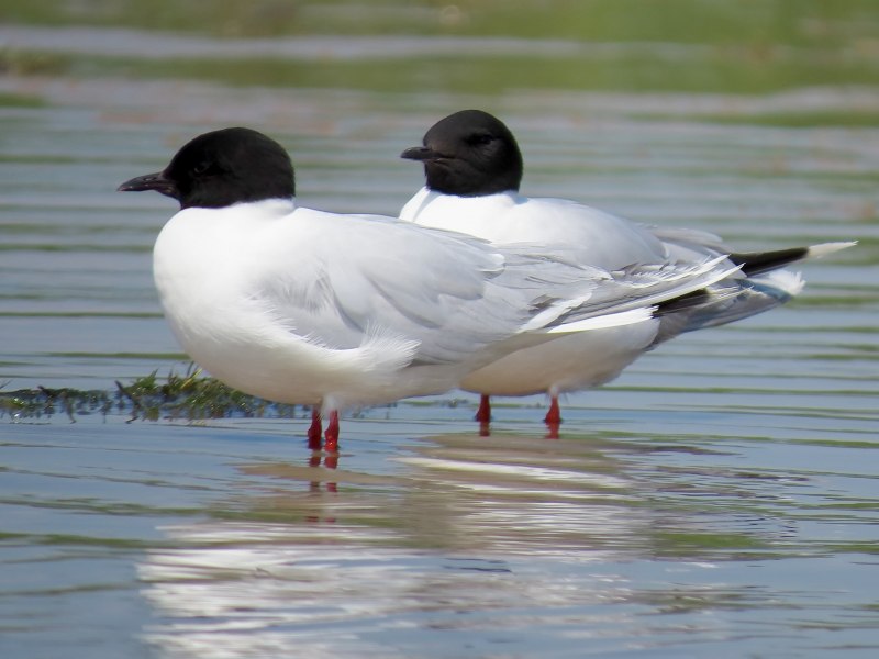 Ма́лая Ча́йка ( Hydrocoloeus minutus)