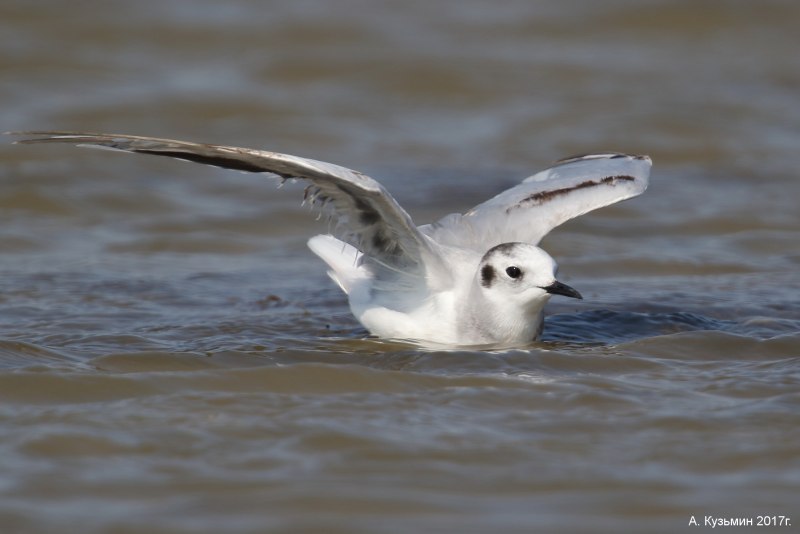Larus canus canus