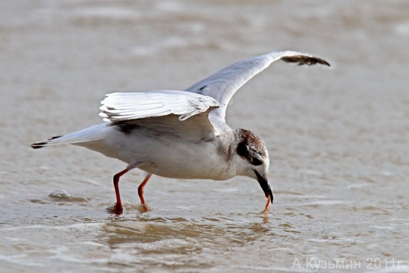 Малая Чайка Larus minutus