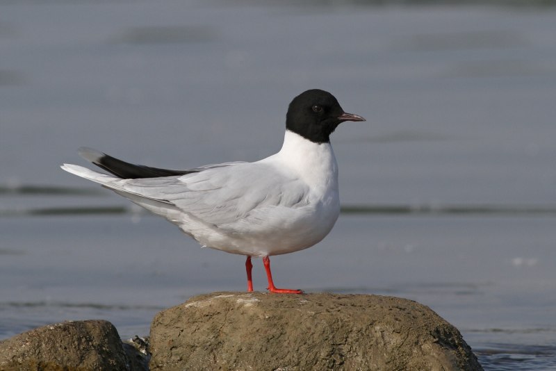 Малая Чайка Larus minutus