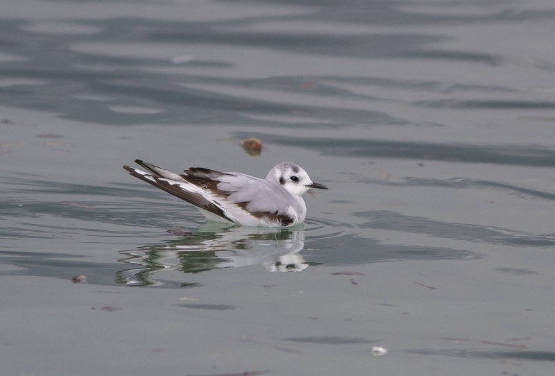 Ма́лая Ча́йка ( Hydrocoloeus minutus)