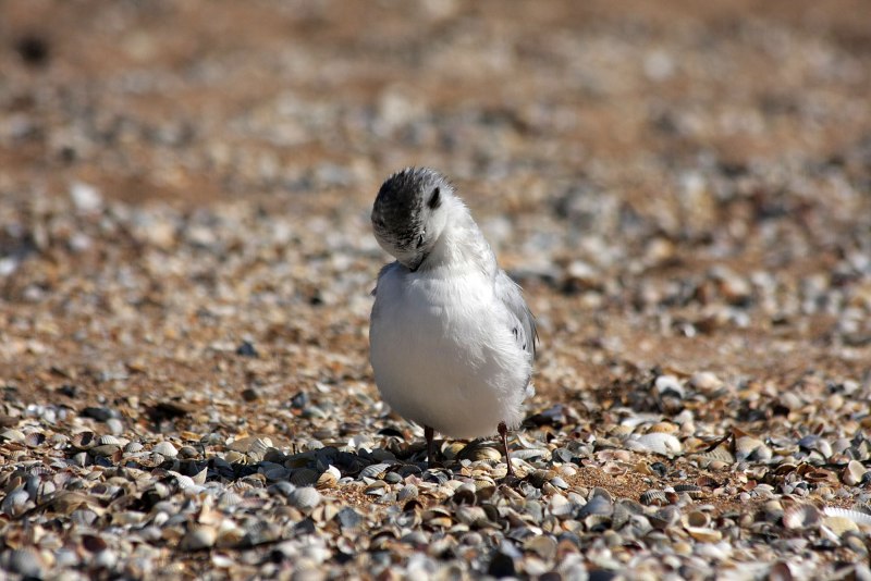 Малая Чайка фото Larus minutus