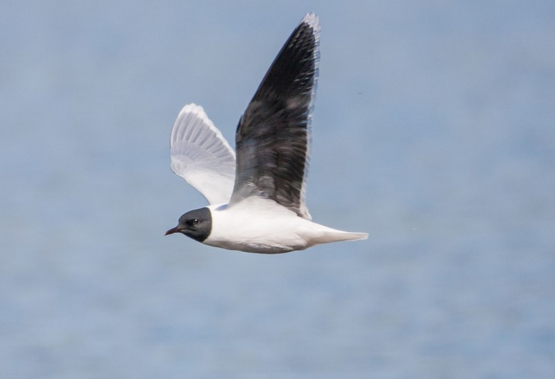 Малая Чайка Larus minutus
