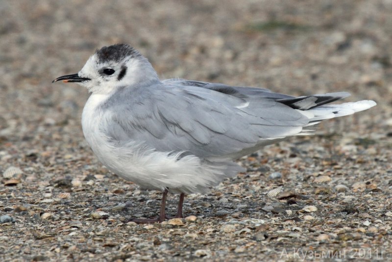 Ма́лая Ча́йка ( Hydrocoloeus minutus)