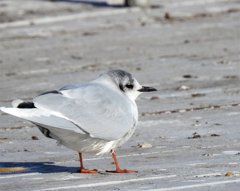Малая Чайка Larus minutus