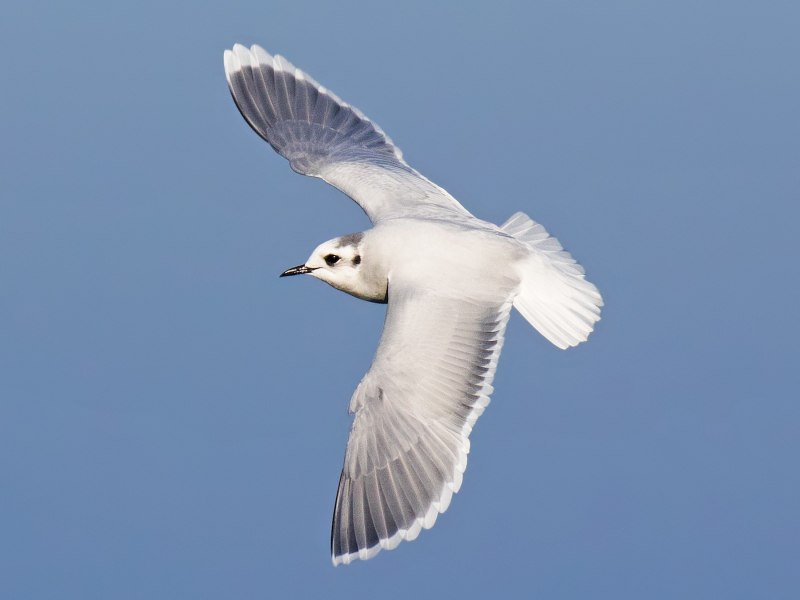 Larus minutus в зимнем наряде