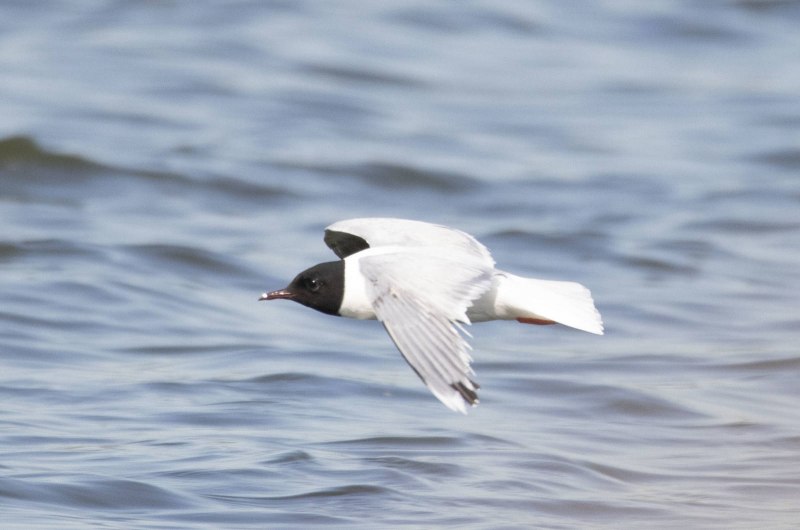 Малая Чайка Larus minutus