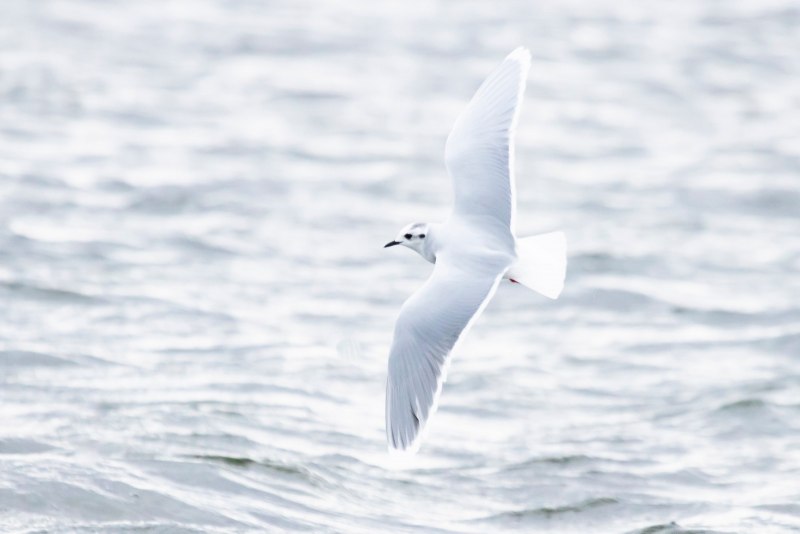 Малая Чайка Larus minutus