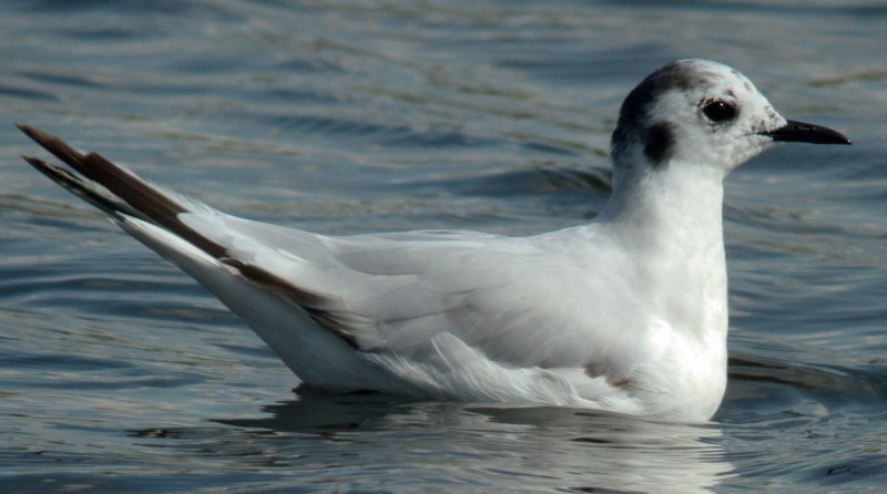 Larus minutus