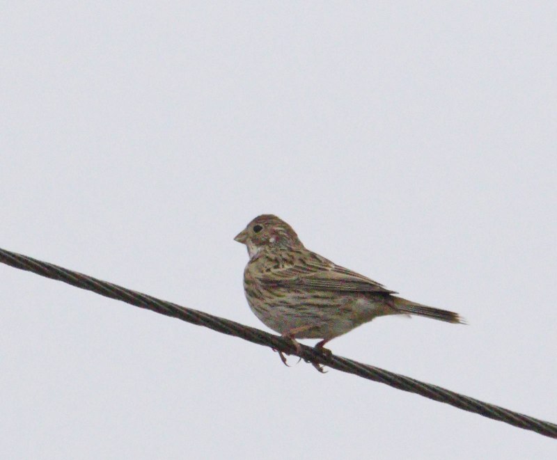 Вид Просянка – Emberiza Calandra