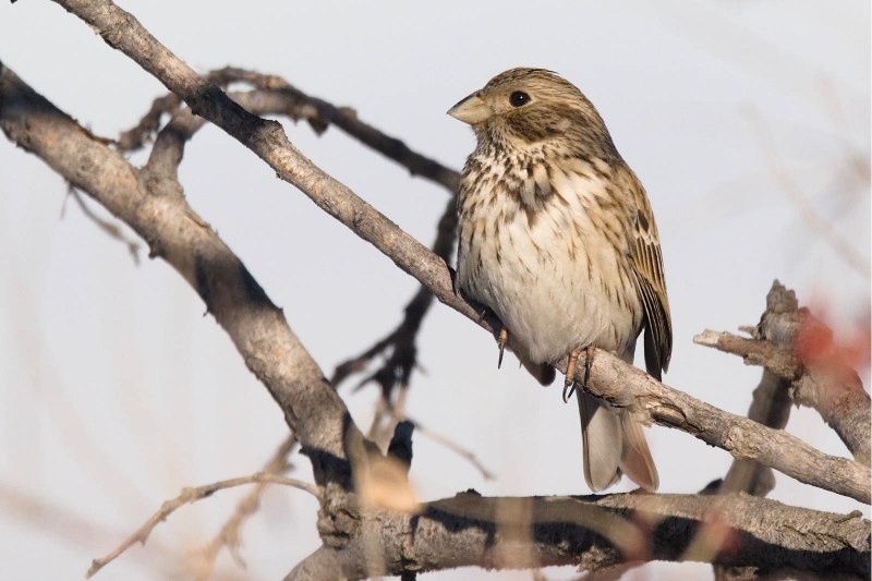 What is Corn Bunting