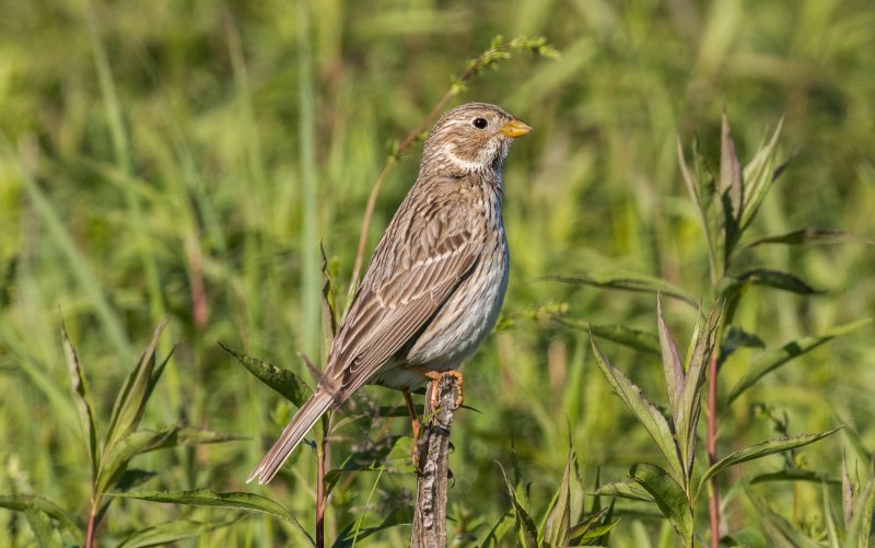 Просянка Emberiza Calandra