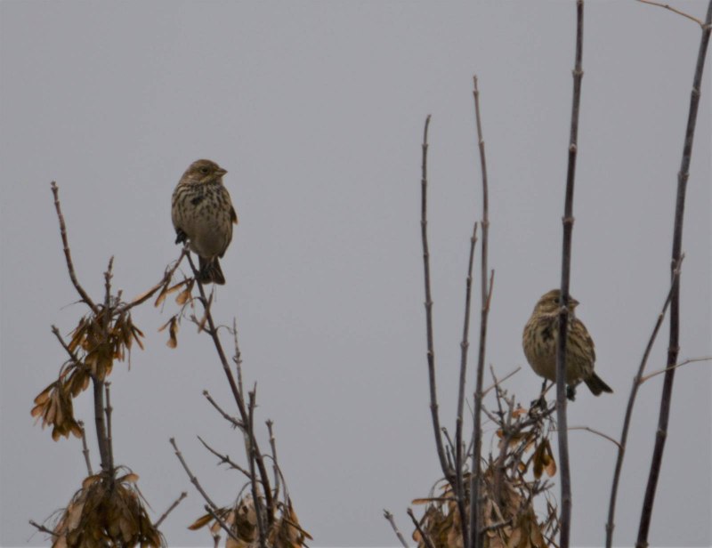 Просянка Emberiza Calandra