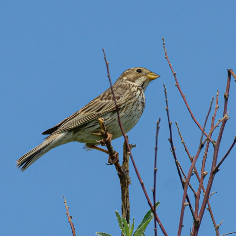 Вид Просянка – Emberiza Calandra