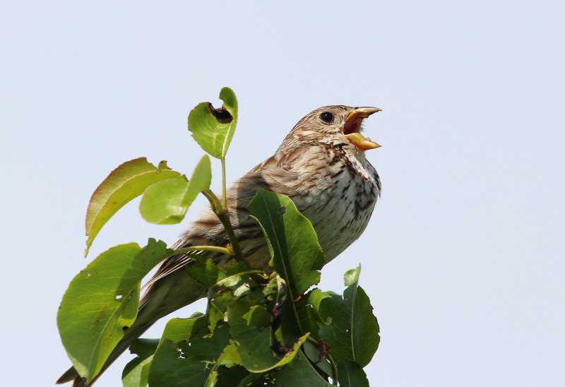 Emberiza Calandra